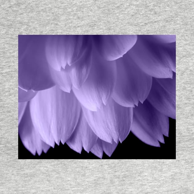 Ultra violet purple flower petals black by PLdesign